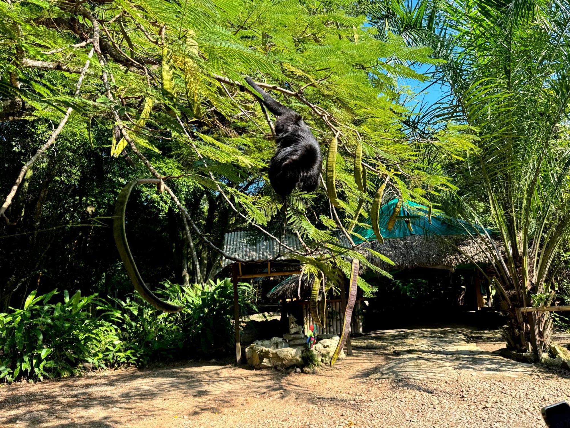 Cabanas Bambutan Palenque Rum bild